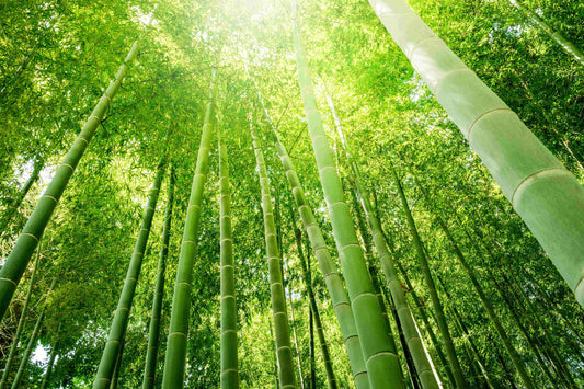 The Environmental Impact of Bamboo Production