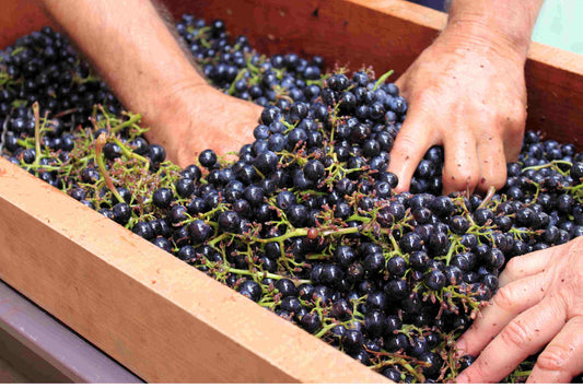 The Best Ways to Start Homebrewing Wine