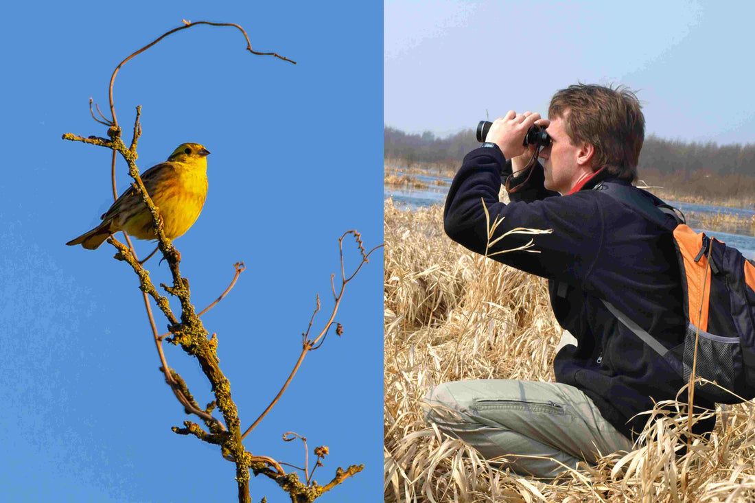 Birdwatching: How Men Cultivate Patience and Attention to Detail in Nature