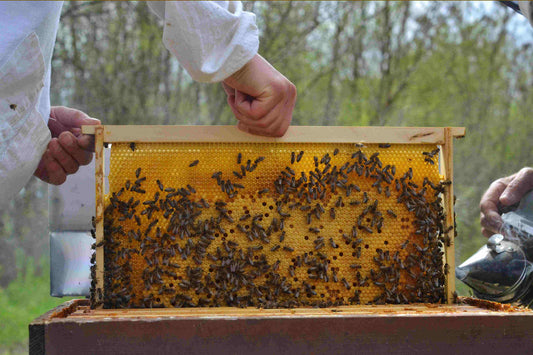 The Role of Bees in Promoting Sustainability