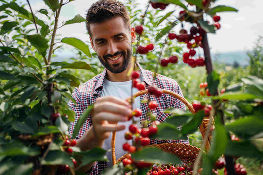 Fruit Picking: Enjoying Fresh Air and Reconnecting with Nature’s Bounty