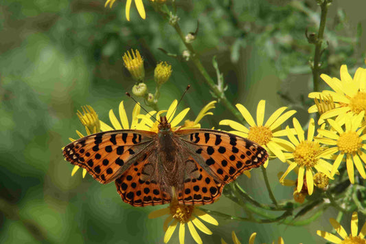 The Importance of Biodiversity in Sustainable Living